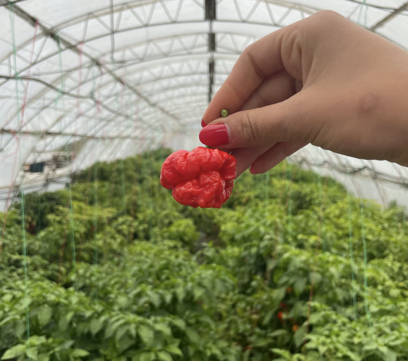 Hot pepper field